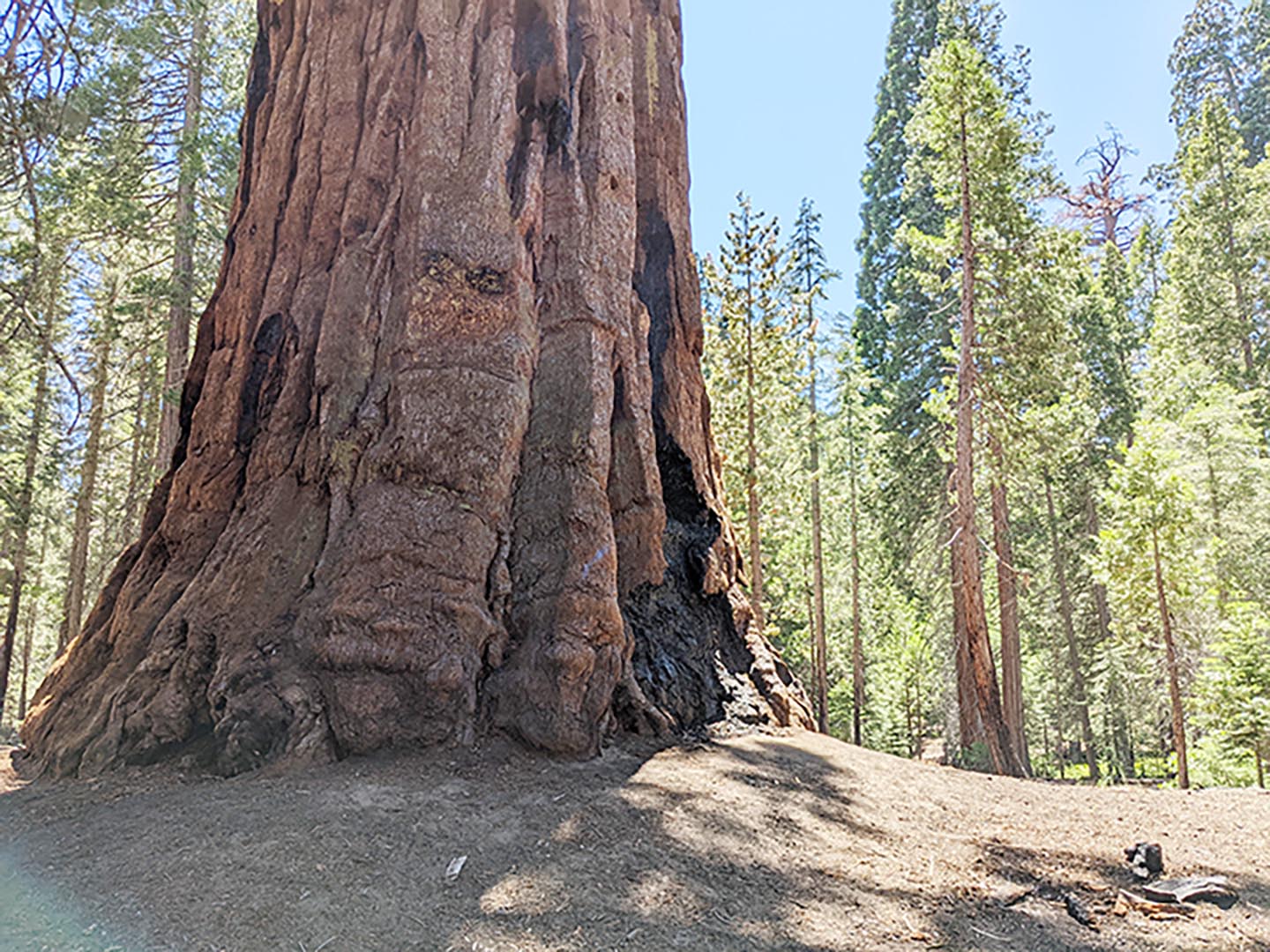 A monarch giant sequoia at Trail of 100 Giants, Giant Sequoia National Monument, July 2022. — Photo by Claudia Elliott
